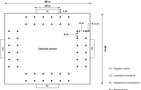 Figure 1. Schematic representation of the experimental area with colored cotton cv. BRS verde Gossypium hirsutum subdivided  into  48  traps associated with the borders of herbaceous flowering plants (PHF) and weeds