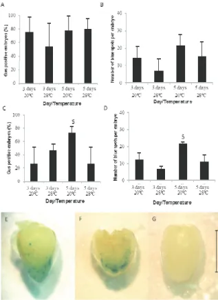 Figure 1. Transient expression of GUS observed in immature  zygotic maize embryos co-cultivated with A