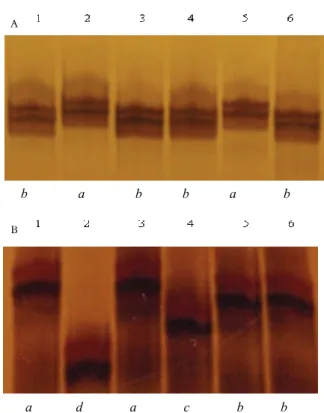 Figure 1. A - Marker Satt620 aa  linked to the gene Rpp2 in the PI  230970 and alleles of resistance sources containing other Rpp  genes