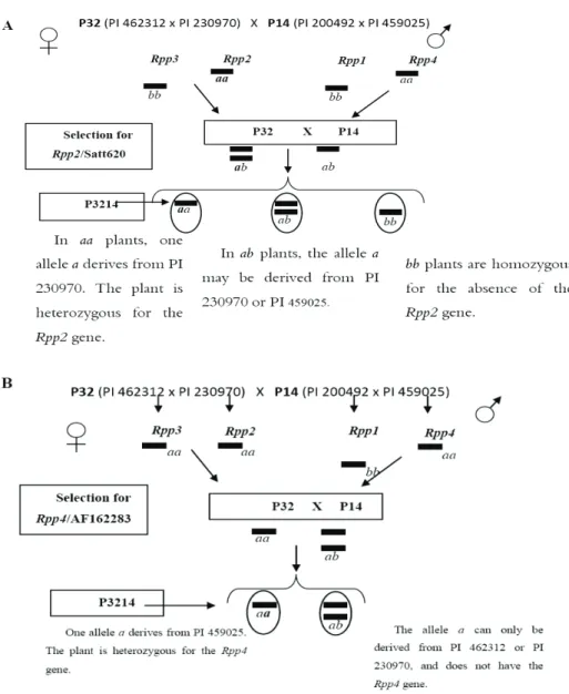 Figure 3. Selection of double hybrids using molecular markers with alleles identical by state
