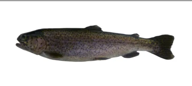 Figure 1.5. Specimen of rainbow trout. 