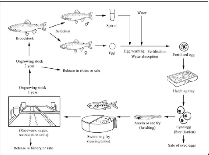 Figure 1.6. The production cycle of rainbow trout.  Source: FAO (2005-2015). 