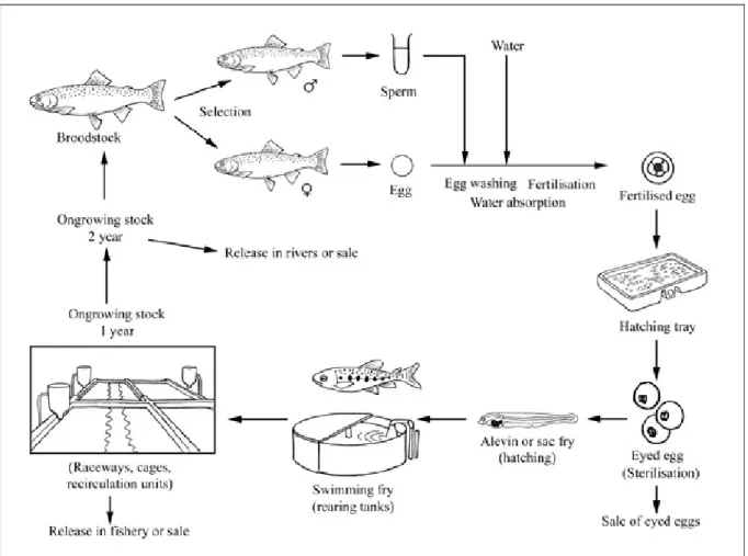 Figure 1.6. The production cycle of rainbow trout.  Source: FAO (2005-2015). 