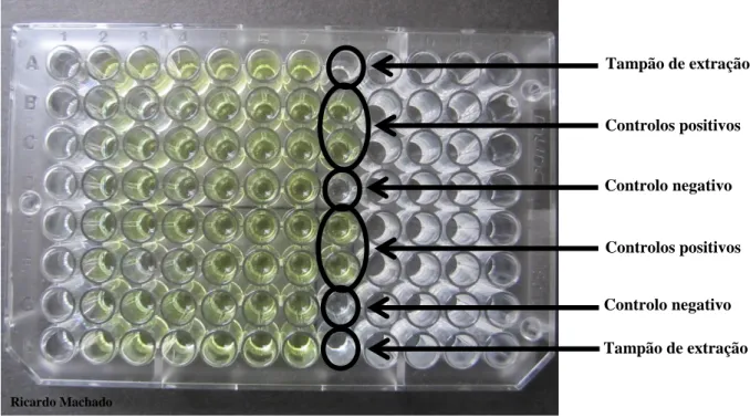 Fig. 13 – Resultado teste ELISA a 2h de reação.