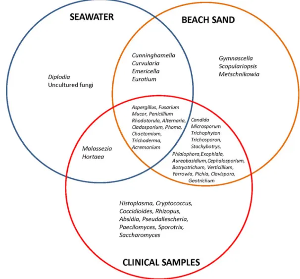 Fig. 4. Presence of fungal genera in environmental and clinical studies. Blue circle includes fungal genera reported from seawater and ocean studies, orange circle presents fungi isolated from sand