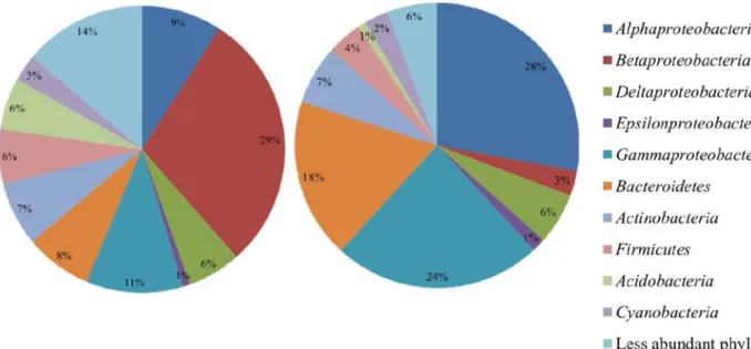 Fig. 5. Most abundant phyla found in beach sand at (A) freshwater, temperate beaches (MN and IL) and (B) marine, tropical beaches (FL)