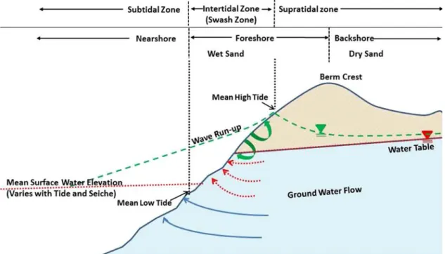 Fig. 1. Zones at the interface between beach sand and water. The terminology differs between tidal marine systems and non-tidal freshwater systems