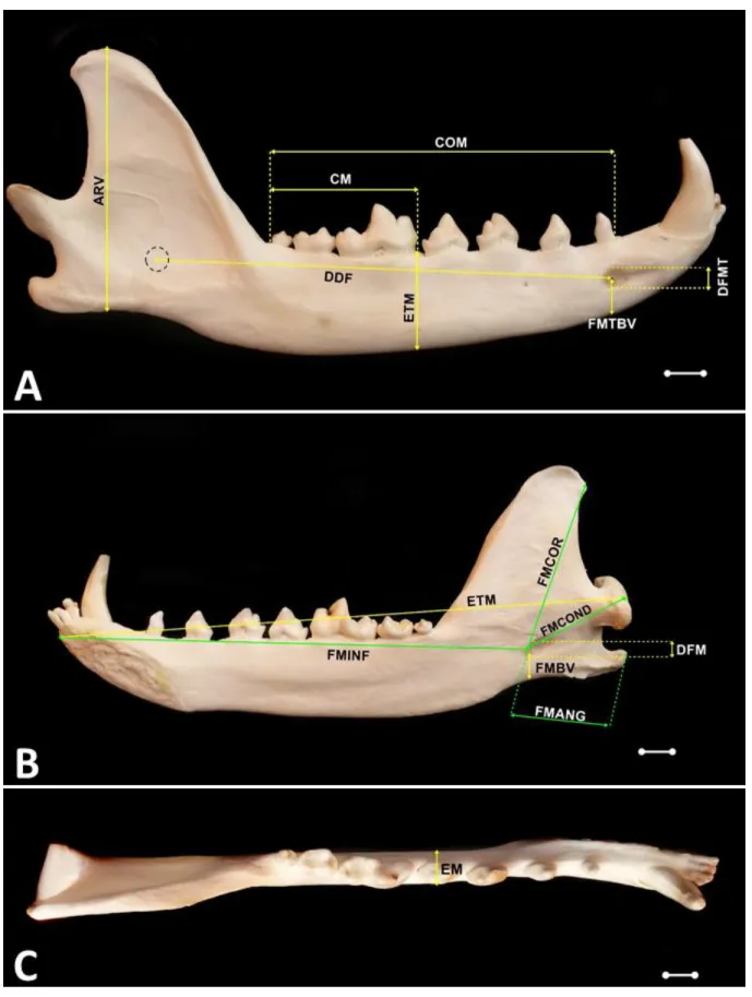 Figura  1.  Fotomacrografias  da  hemimandíbula  direita  de  C.  brachyurus  macho,  adulto,  em  vistas lateral (A), medial (B) e dorsal (C), demonstrando os pontos de mensuração utilizados