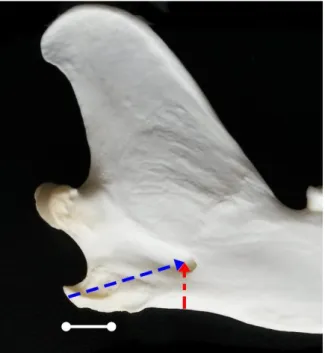Figura  2.  Fotomacrografia  da  face  medial  do  ramo  da  hemimandíbula  esquerda  de  C