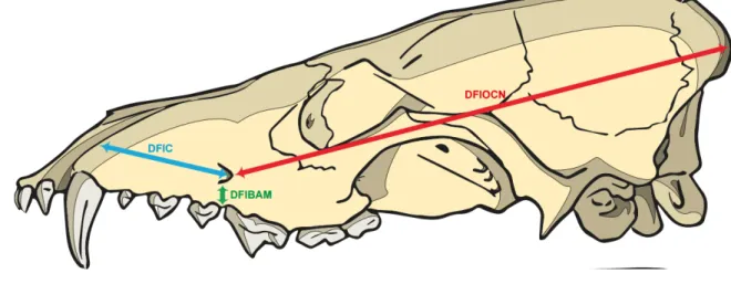 Figura 1. Ilustração do crânio de C. brachyurus em vista lateral esquerda, demonstrando as medidas: 