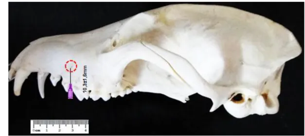 Figura  3.  Fotomacrografia  do  crânio  de  C.  brachyurus  em  vista  lateral  esquerda,  demonstrando a distância que  a  agulha deve ser  introduzida (em  milímetros)  pelo  vestíbulo  oral entre o 3 o  e 4 o  dentes pré-molares até o forame infraorbit