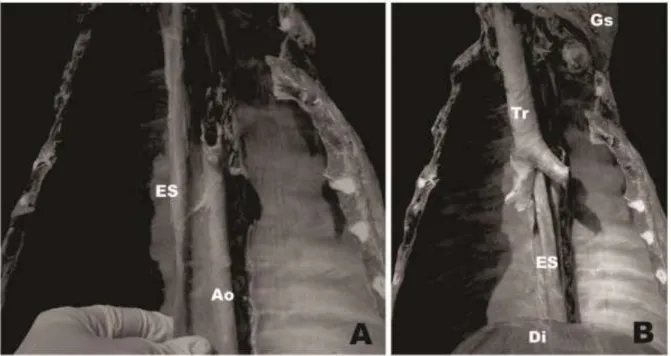 Figura 2: Fotomacrografia do esôfago  de  Myrmecophaga  tridactyla. (A e  B) localização do esôfago  na  cavidade  torácica