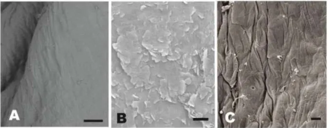 Figura 4: Fotoeletromicrografias da superfície do esôfago de  Myrmecophaga  tridactyla