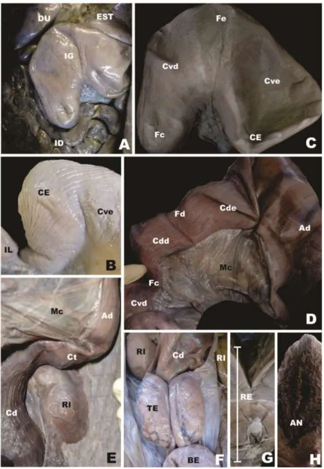 Figura 10: Fotomacrografia do intestino grosso de Myrmecophaga tridactyla. (A) localização do  intestino  grosso  na  cavidade  abdominal;  (B)  morfologia  externa  do  ceco;  (CD)  morfologia externa do cólon ascendente; (E) morfologia externa do cólon t