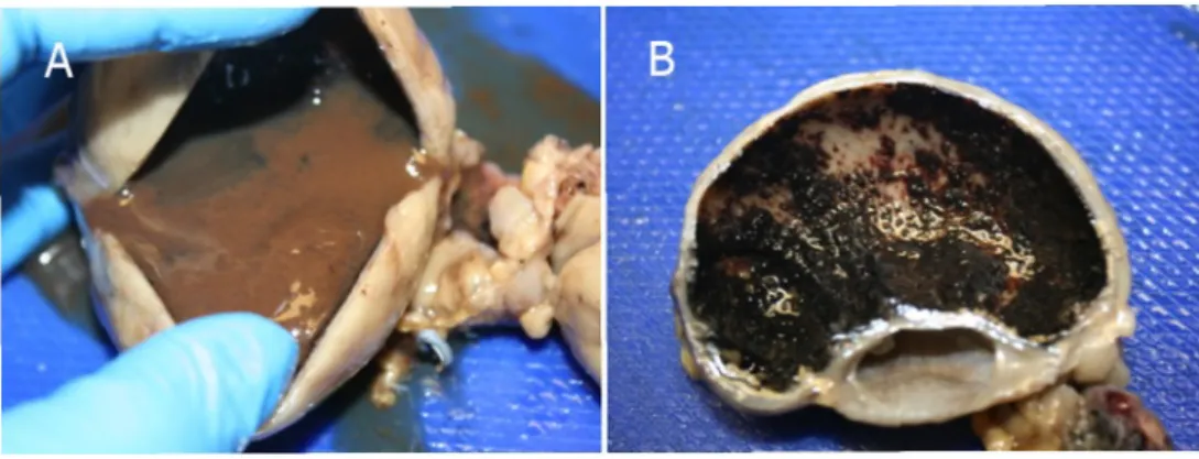 Figura 3. Corte sagital de um corno uterino. A. Observa-se um conteúdo muco-hemorrágico