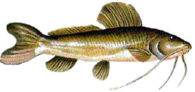 Fig. 1. Peixe da espécie Rhamdia quelen.  
