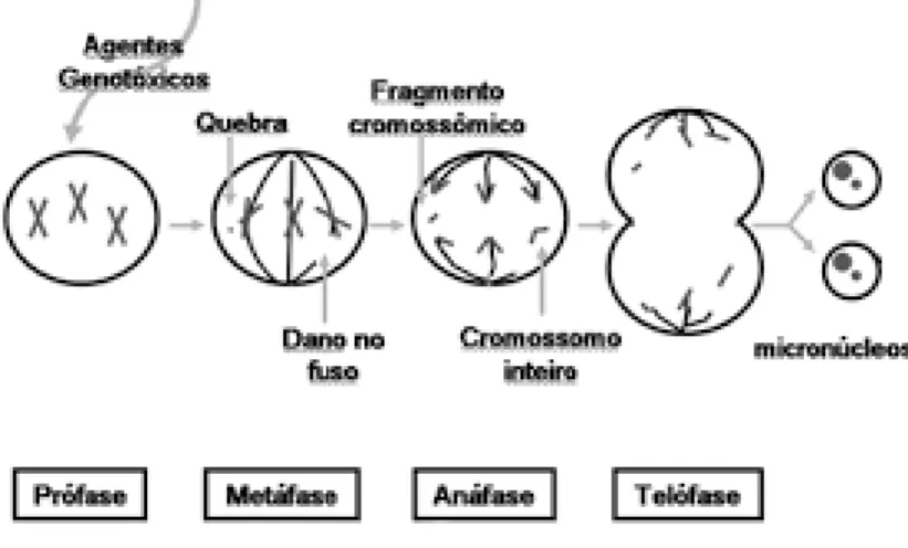 Fig. 3: Esquema para formação de micronúcleo durante a divisão celular.  