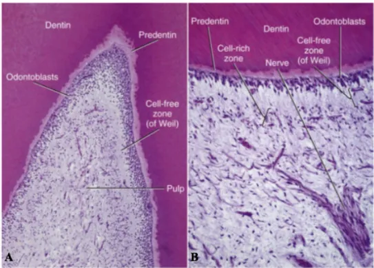 Figura 2 - A: Fotomicrografia da baixa potência do complexo pulpo-dentinário; B: Numa potência superior  a zona acelular sob a camada de odontoblastos, claramente visível, tal como a zona rica em células