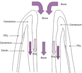 Figura  4  -  Crescimento  interno  de  periodonto  no  canal  pulpar,  incluindo  osso,  ligamento  periodontal  e  cemento