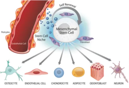 Figura 5 – Nicho perivascular e multipotência de células estaminais mesenquimais (CEM)