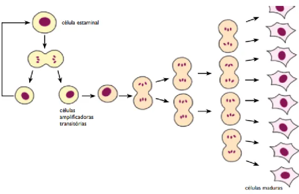 Figura 1- Esquema ilustrativo do processo de formação de células amplificadoras transitórias (com  origem numa célula estaminal), levando ao aparecimento de células maduras