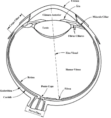Figura 1 - Vista em corte do olho humano (adaptado de Gonzalez, R.C., Woods, R.E., Digital Image Processing, Addison- Addison-Wesley, 1992) [2]
