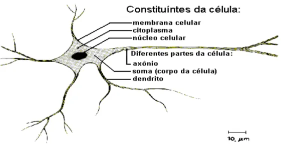 Figura 3.1 : Estrutura do neurônio humano (CARVALHO et al, 1998). 