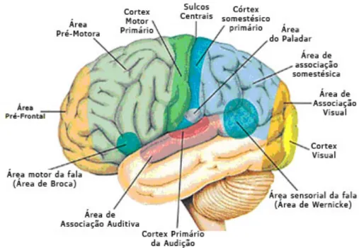 Figura 3.3: Córtex cerebral humano (SEELEY et al, 1996). 