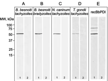Fig. 6. Western blot analysis using mouse anti-recBbPDI serum (1) and pre- pre-immune serum (2) applied (1:1000 dilution) onto: (A) B