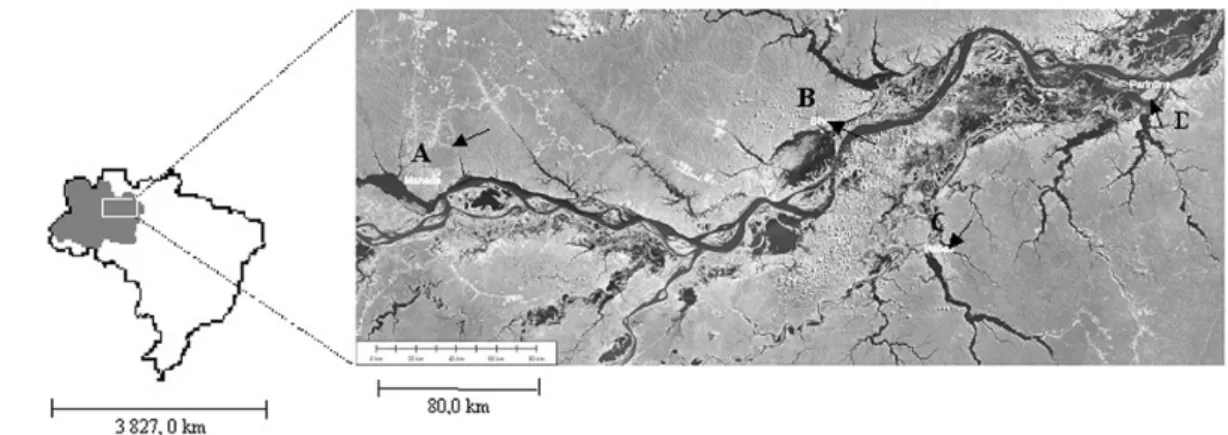 Figure 1 - Geographic location of the cities that were used as reference to sample rosewood trees in the Amazon river Basin, Amazonas state, Brazil: A –  Manaus (Adolpho Ducke Forest reserve); B – Silves; C – Maués; e D – Parintins