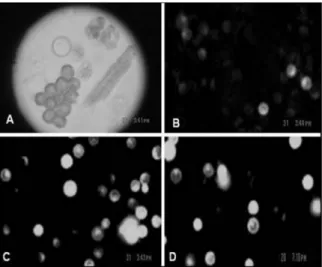 Figure 2. (A) Protoplasts recently isolated. (B) Viability test using  0.7 M mannitol