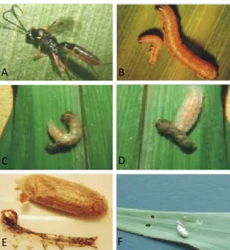 Figure 1. Adult Campoletis flavicincta (Hymenoptera: 