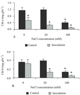 Figure 2. Effect of salt treatment and P. chlamydospora inoculation  on in vitro grapevine leaf chlorophyll content: A) chlorophyll a  (chla); B) chlorophyll b (chlb);