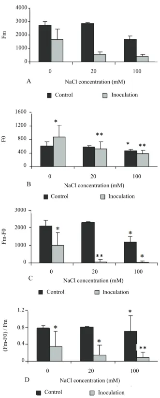 Figure 3. Effect of salt treatment and P. chlamydospora inoculation  on in vitro grapevine leaf chlorophyll fluorescence: A) basal  fluorescence (F 0 ); B): maximum fluorescence (F m ); C) variable  fluorescence (F v  = F m -F 0 ); D) ratio F m -F 0 /F m