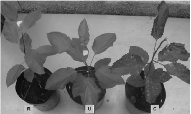 Figure 1. Glomerella leaf spot symptoms in resistant (R), ulvan- ulvan-treated (U) and mock-ulvan-treated control (C) apple seedlings at 10  days after the inoculation with Colletotrichum gloeosporioides inocula
