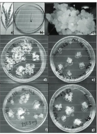 Figure 1. a) Maize plant at the immature tassel obtainment stage  (6-7 weeks of cultivation); b) immature tassel used as an explant  for callus induction; c) embryogenic callus of the Hs1 genotype; 