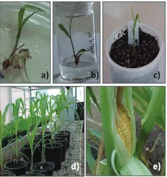 Figure 3. Stages of in vitro plant regeneration of Hs1 maize. a)  somatic embryo germination in R1 medium; b) maize seedling  development in R2 medium; c) seedling acclimatization in vase  with substrate in high humidity environment; d) plant  development 