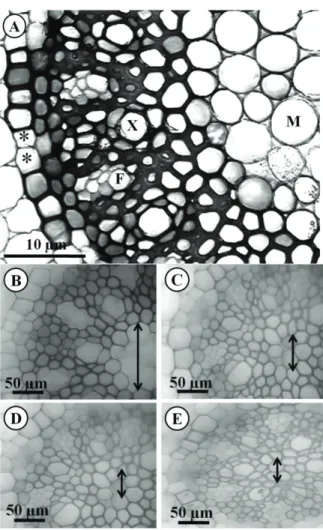 Figure 1. Transverse sections of roots of L. purpurata “carnea” 