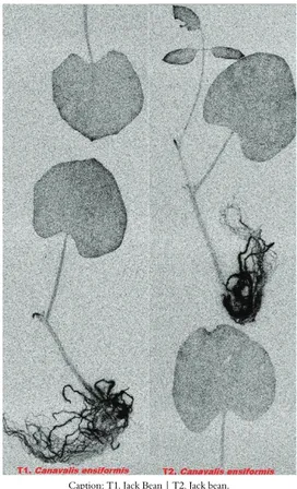 Figure 2. Autoradiography indicating the absorption and  translocation of imazaquin herbicide in C