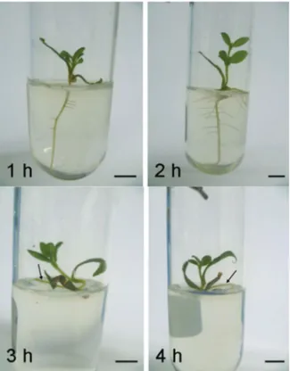 Figure 2. Moisture content (±SE, n = 30) and regrowth (%) of  the roots, shoots or normal seedlings (+SE, n = 10) after embryo  desiccation for different periods of time (hours), cryopreservation  and thawing at room temperature