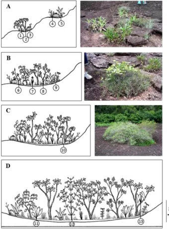 Figure 2. Examples of vegetation patches at Piedra de la Tortuga Natural  Monument (Venezuela) classified according to their area as very small (A, &lt; 1 m 2 ),  small (B, 1-4 m 2 ), medium-sized (C, 4-8 m 2 ), and large (D, 8-15 m 2 )