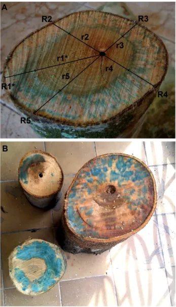 Figure 1. Indigo carmine stained sapwood area of a few log sections. A. Protium  heptaphyllum sapwood area demarcation and illustration of the 5-radii (R n )  measurements in a non-uniform cross-section