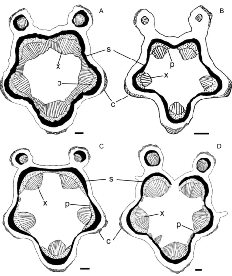 Figure 4. Diagrams of the petiole cross-section of Rhynchosia species from Roraima state (northern Brazil)