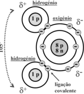 Figura 7.1. Representação esquemática da estrutura da molécula de água. O  grande núcleo do átomo de oxigénio, com 8 protões (p) e 8 neutrões (n), atrai os  eletrões originando a formação de polos com cargas parciais positivas ( + ) junto  aos hidrogénios