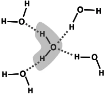 Figura 7.2. Representação esquemática das ligações por pontes de hidrogénio 