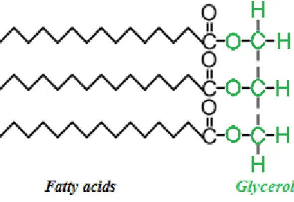 Figure 4. Triglyceride [37]. 
