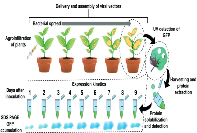 Figure 2 - Expression kinetics of foreign genes in N. benthamiana leaves. The gene delivery strategy mediated by A