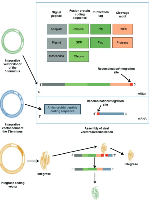 Figure 3 - Pro-vector system for assembly of gene expression modules. Two viral vectors, donors respectively of the  5 ‘and 3’ ends, are specifi cally recognized by the enzyme Integrase C31 from Streptomyces sp