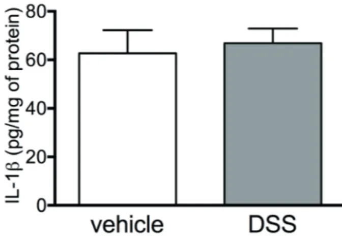 Figure 2  - Influence of DSS-induced colitis on IL-1β levels at  brainstem of mice. Homogenized samples were employed for  ELISA analysis using R&amp;D Systems kits and read at 450 nm,  thereafter