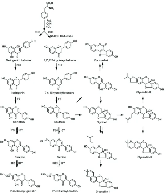 Figure 1 - Biosynthetic pathway of isoflavonoids in soybean (adapted from Graham and Graham 1991)